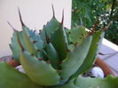 Agave seemanniana