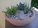 Grup de 3 agave
