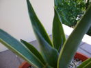 Agave desmettiana