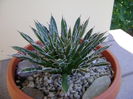 Agave filifera ssp. schidigera