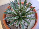 Agave filifera ssp. schidigera