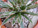 Agave filifera ssp. schidigera
