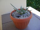 Agave x. leopoldii (A. filifera and A. filifera ssp. schidigiera)