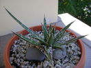 Agave x. leopoldii (A. filifera and A. filifera ssp. schidigiera)