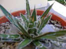 Agave x. leopoldii (A. filifera and A. filifera ssp. schidigiera)