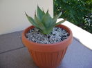 Agave ovatifolia