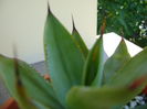 Agave ovatifolia