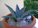 Agave americana