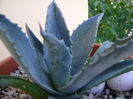 Agave americana