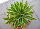 Agave lophantha quadricolor