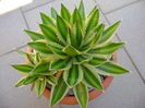 Agave lophantha quadricolor