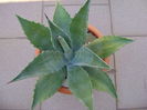 Agave chrysantha