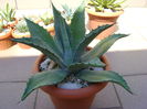 Agave chrysantha