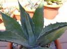 Agave chrysantha