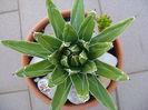 Agave victoriae reginae