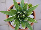 Agave victoriae reginae