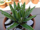 Agave victoriae reginae