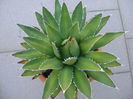 Agave horrida