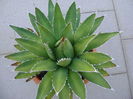 Agave horrida