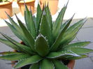 Agave horrida