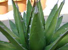 Agave horrida