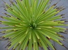 Agave striata f. minima (Hedgehog agave)