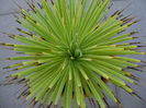 Agave striata f. minima (Hedgehog agave)