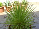 Agave striata f. minima (Hedgehog agave)