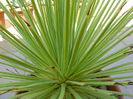 Agave striata f. minima (Hedgehog agave)