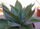 Agave ovatifolia