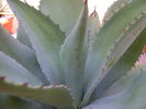 Agave ovatifolia