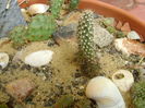 Minirocarie, Opuntia fragilis & Opuntia phaeacantha