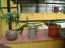 Plante in curte