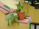 Plante in curte pe timpul verii