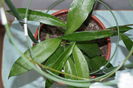 hoya grifthii (5)
