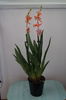 Orhidee Burrageara- Cambria Nelly Orange 1