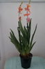 Orhidee Burrageara- Cambria Nelly Orange 3