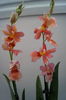 Orhidee Burrageara- Cambria Nelly Orange 4