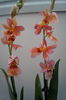 Orhidee Burrageara- Cambria Nelly Orange 5