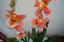 Orhidee Burrageara- Cambria Nelly Orange 7