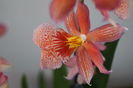 Orhidee Burrageara- Cambria Nelly Orange 8