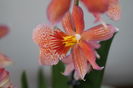 Orhidee Burrageara- Cambria Nelly Orange 9