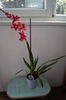 Orhidee Burrageara Isler Nelly Red 3