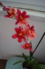 Orhidee Burrageara Isler Nelly Red 5