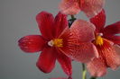 Orhidee Burrageara Isler Nelly Red 7