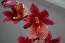 Orhidee Burrageara Isler Nelly Red 8
