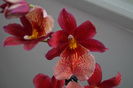 Orhidee Burrageara Isler Nelly Red 9