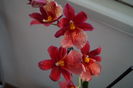 Orhidee Burrageara Isler Nelly Red 10