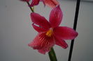 Orhidee Burrageara Isler Nelly Red 12