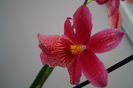 Orhidee Burrageara Isler Nelly Red 13